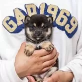 豆柴