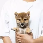 豆柴