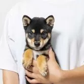 豆柴