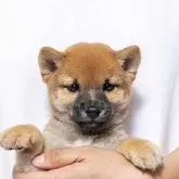 豆柴
