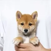 豆柴