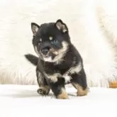 豆柴【大分県・男の子・2025年9月7日・黒】の写真2