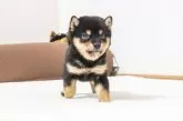 豆柴【大分県・男の子・2024年10月24日・黒】の写真3