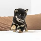 豆柴【大分県・男の子・2025年9月7日・黒】の写真5