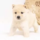 豆柴【大分県・男の子・2025年2月21日・白】の写真6