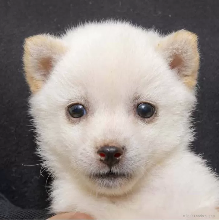 ID：2403-00009の子犬