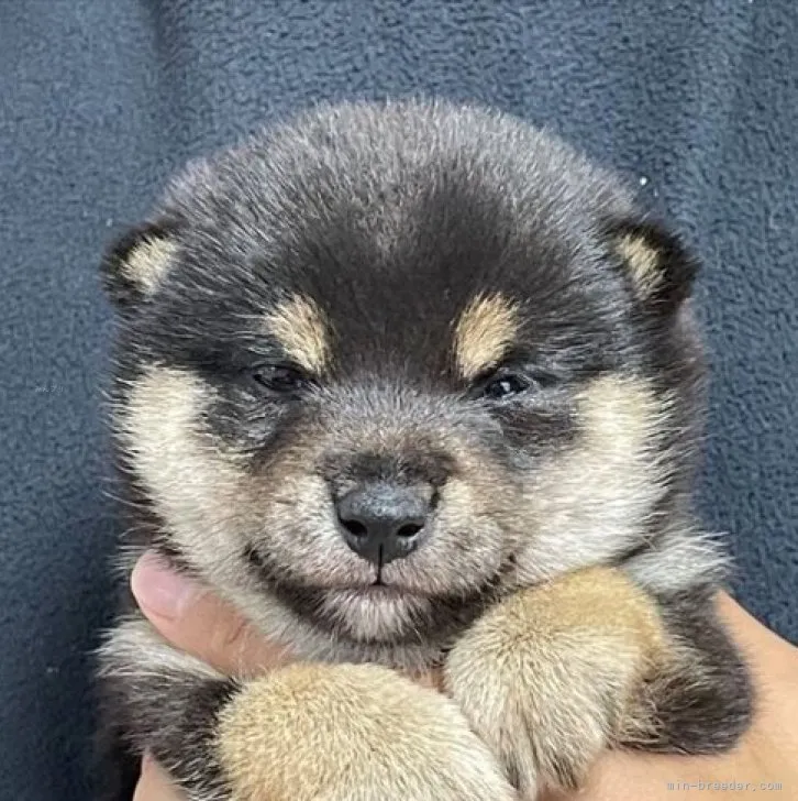 ID:2311-01110の子犬