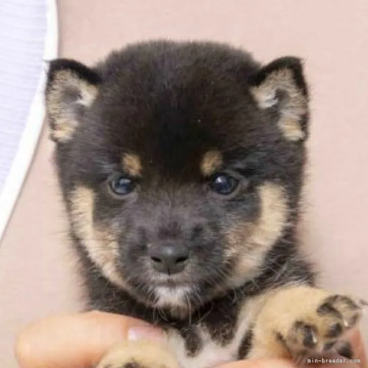 ID:2310-04876の子犬