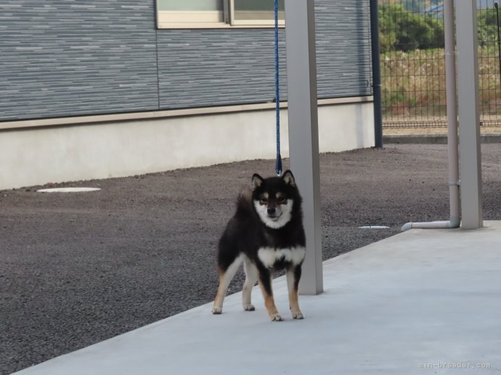 豆柴【・女の子・2023年12月7日・黒】「極小認定犬です。両親犬も極小認定犬です。」