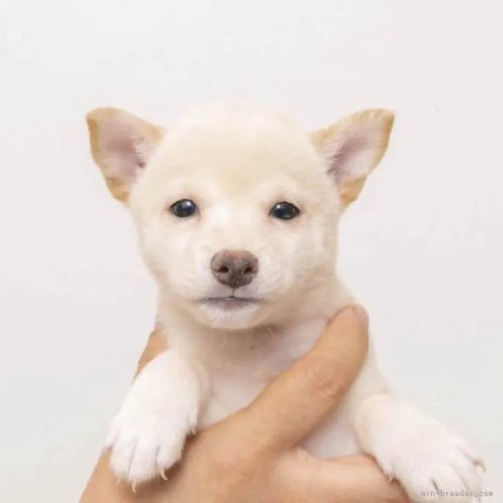 ID：2309-04543の子犬