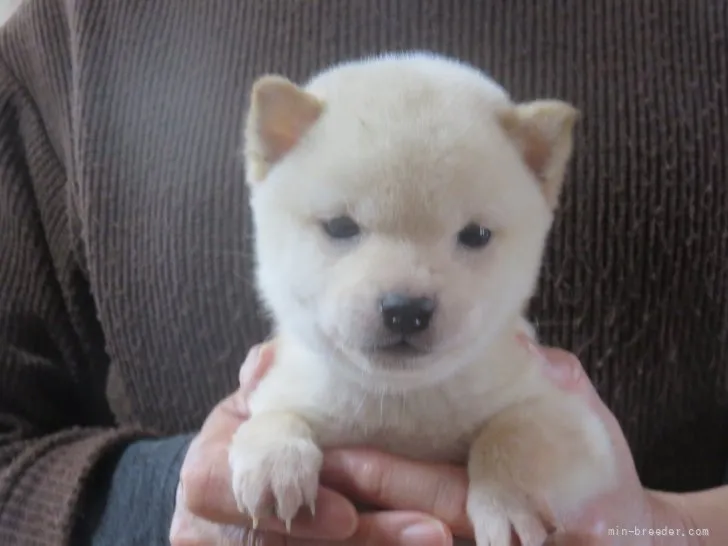 ID:2202-00563の子犬