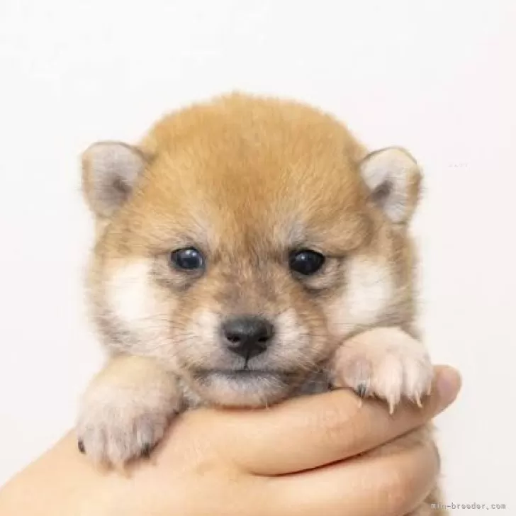 ID:2312-03740の子犬