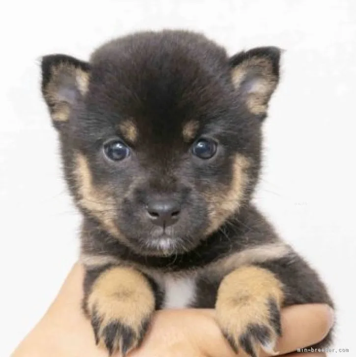 ID:2310-04879の子犬