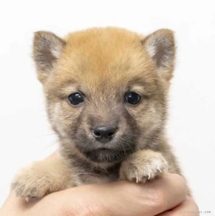 ID:2303-04084の子犬