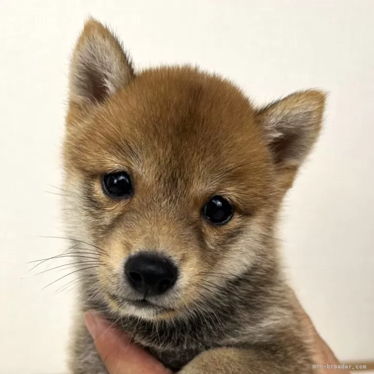 ID：2408-03025の子犬