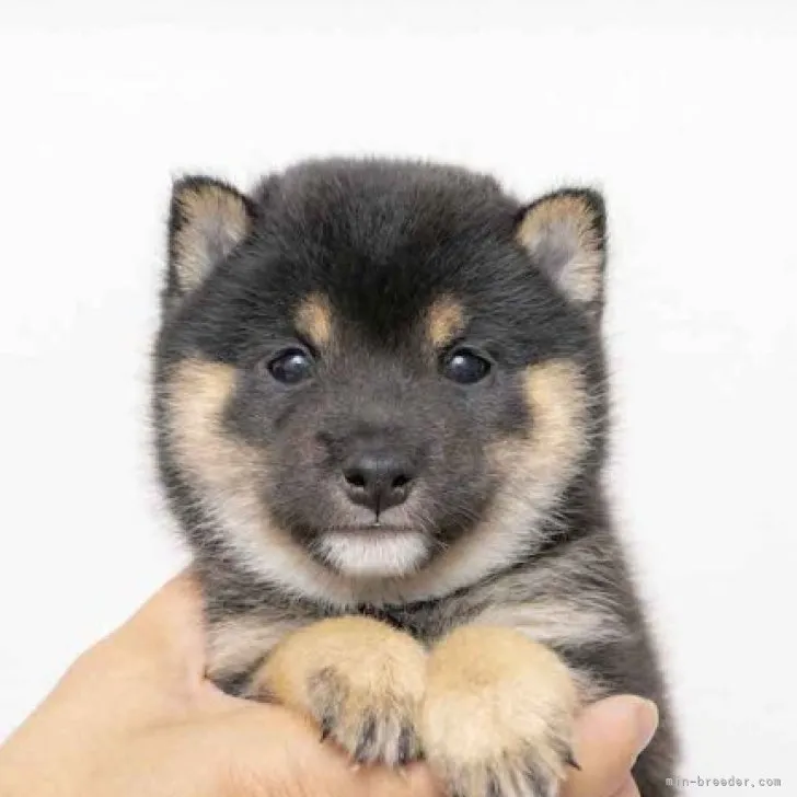 ID:2305-04207の子犬