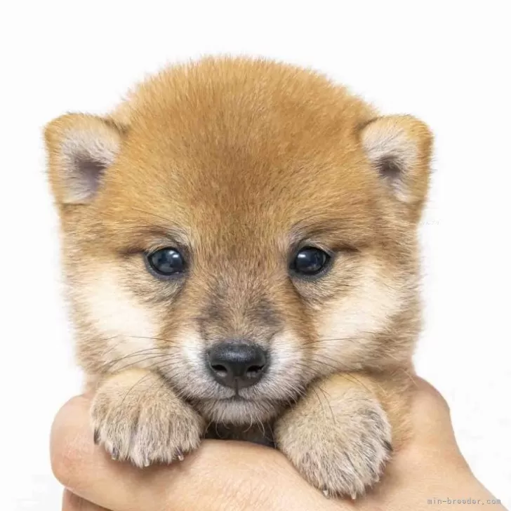 ID:2408-03023の子犬