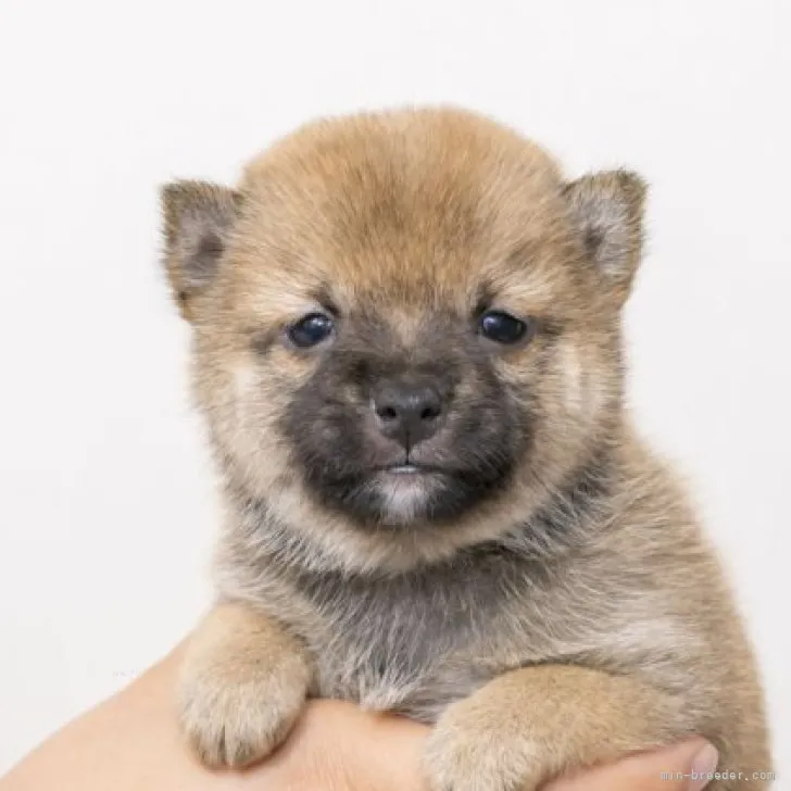 ID:2311-04891の子犬