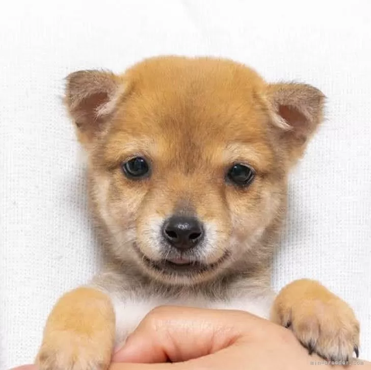 ID:2403-05537の子犬