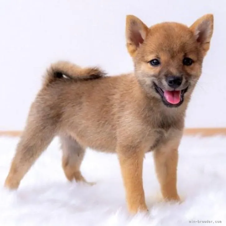 ID：2208-03751の子犬