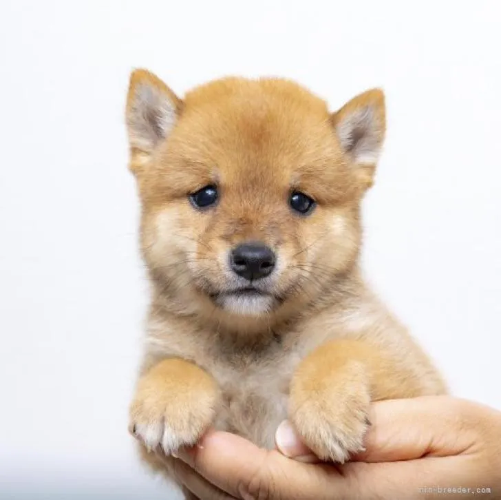 ID:2209-03346の子犬