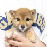豆柴【大分県・女の子・2023年12月14日・赤】の写真1「目がとっても綺麗で可愛い顔立ちをしています。人なつっこい性格です。」
