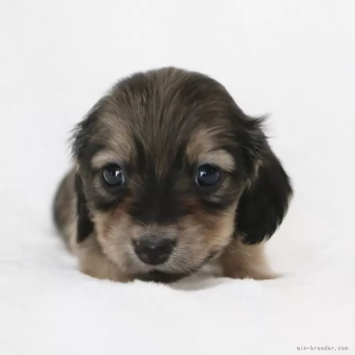 ID：2510-08401の子犬