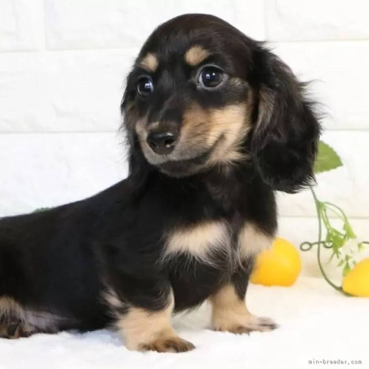 ID：2505-07117の子犬