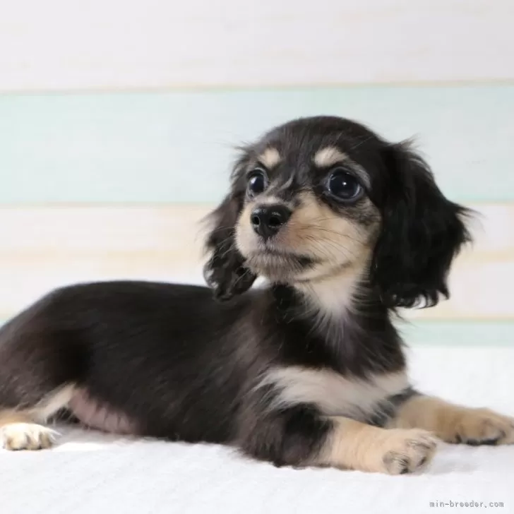 ID：2508-02994の子犬