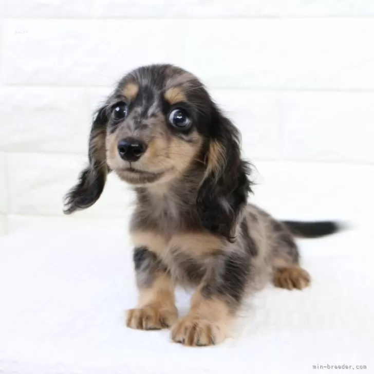 銀ちゃんぱぱ 様のお迎えした子犬