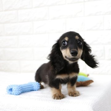 カニンヘンダックスフンド(ロング)【静岡県・男の子・2025年7月28日・ブラックイエロー】の写真「お顔のコントラストがとても綺麗な男の子です」