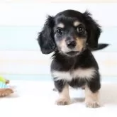 カニンヘンダックスフンド(ロング)【静岡県・男の子・2025年6月30日・ブラックイエロー】の写真3