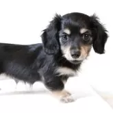 カニンヘンダックスフンド(ロング)【静岡県・男の子・2025年6月30日・ブラックイエロー】の写真4