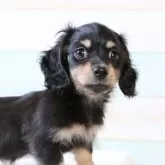 カニンヘンダックスフンド(ロング)【静岡県・男の子・2025年6月30日・ブラックイエロー】の写真5