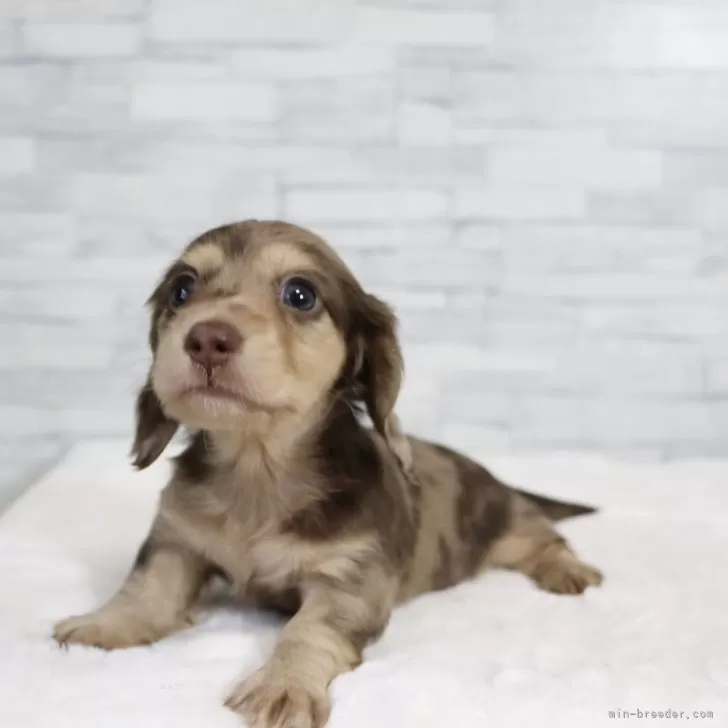 ID：2409-06683の子犬