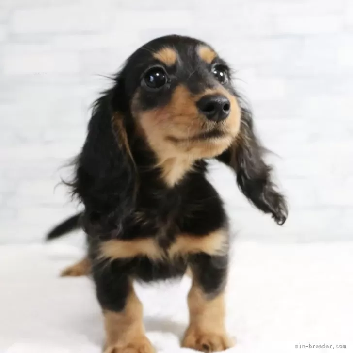 ID：2408-04743の子犬