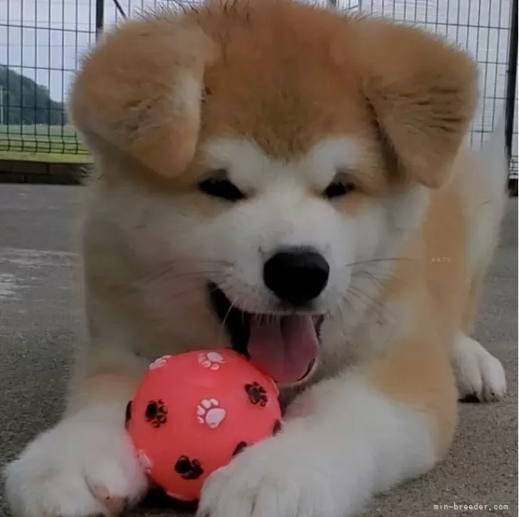 すんのすけ 様のお迎えした子犬