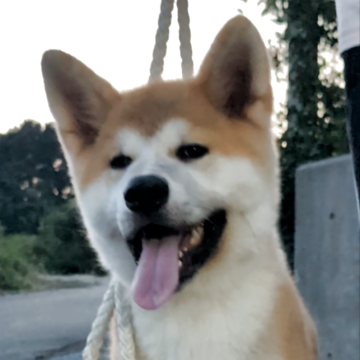 秋田犬【愛知県・男の子・2025年4月3日・赤】の写真「人懐こく　凛々しい男の子」