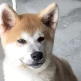 秋田犬