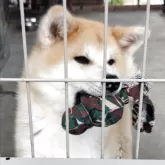 秋田犬