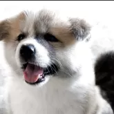 秋田犬