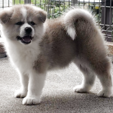 秋田犬