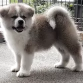 秋田犬