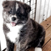 秋田犬