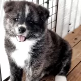 秋田犬