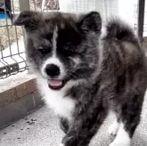 秋田犬