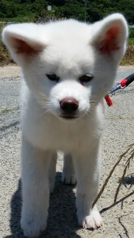 くりぞう 様のお迎えした子犬