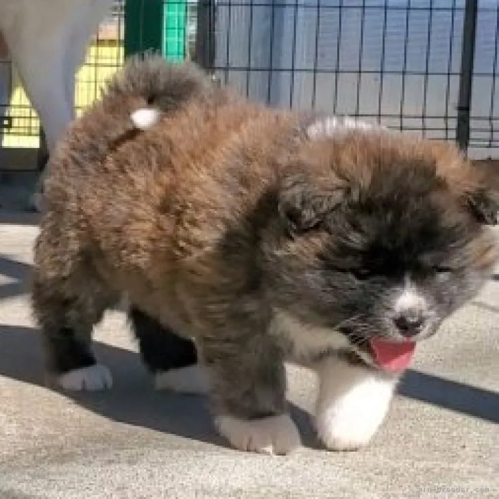 N.Y 様のお迎えした子犬