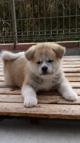 さくらさん 様のお迎えした子犬