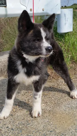 秋田犬【愛知県・男の子・2016年1月17日・虎毛】の写真1